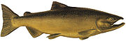 
Chinook Salmon