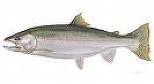Steelhead Trout